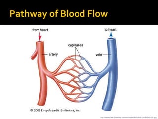 Pathway of Blood Flow
http://media.web.britannica.com/eb-media/06/92806-034-95B4D32F.jpg
 