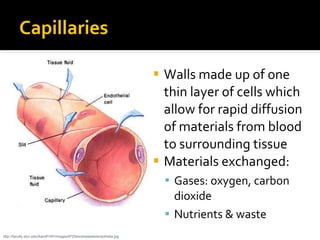 Capillaries
 Walls made up of one
thin layer of cells which
allow for rapid diffusion
of materials from blood
to surrounding tissue
 Materials exchanged:
 Gases: oxygen, carbon
dioxide
 Nutrients & waste
http://faculty.stcc.edu/AandP/AP/imagesAP2/bloodvessels/endothelia.jpg
 