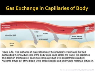 Gas Exchange in Capillaries of Body
https://www.cdli.ca/courses/biol2201/unit03_org02_ilo02/cappillarya.JPG
 