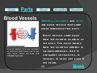 Arteries ,  capillaries   and   veins  are blood vessels that carry blood throughout the body.  If all the arteries, veins and capillaries in your body were placed end to end, they would stretch for more than 100,000 kilometres.  Blood vessels carry blood from the heart to all areas of the body. The blood travels from the heart via arteries to smaller arterioles, then to capillaries or sinusoids, to venules, to veins and back to the heart.  