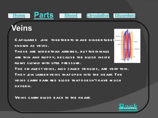 Capillaries join together to make bigger tubes  known as veins. These are wider than arteries, but their walls  are thin and floppy, because the blood inside  flows slowly with little pressure.  The smallest veins, also called venules, are very thin.  They join larger veins that open into the heart. The veins carry dark red blood that doesn't have much oxygen.  Veins carry blood back to the heart.  