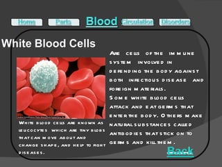 White blood cells are known as leucocytes  which are tiny blobs that can move about and change shape, and help to fight diseases. Some white blood cells attack and eat germs that enter the body. Others make natural substances called antibodies that stick on to germs and kill them.  Are cells of the immune system involved in defending the body against both infectious disease and foreign materials. 
