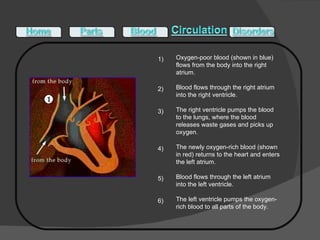 1) 2) 3) 4) 5) 6) Oxygen-poor blood (shown in blue) flows from the body into the right atrium. Blood flows through the right atrium into the right ventricle. The right ventricle pumps the blood to the lungs, where the blood releases waste gases and picks up oxygen. The newly oxygen-rich blood (shown in red) returns to the heart and enters the left atrium. Blood flows through the left atrium into the left ventricle. The left ventricle pumps the oxygen-rich blood to all parts of the body. 
