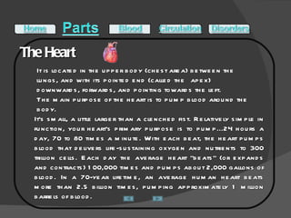 The Heart It is located in the upper body (chest area) between the lungs, and with its pointed end (called the apex) downwards, forwards, and pointing towards the left.  The main purpose of the heart is to pump blood around the body. It's small, a little larger than a clenched fist. Relatively simple in function, your heart's primary purpose is to pump...24 hours a day, 70 to 80 times a minute. With each beat, the heart pumps blood that delivers life-sustaining oxygen and nutrients to 300 trillion cells. Each day the average heart "beats" (or expands and contracts) 100,000 times and pumps about 2,000 gallons of blood. In a 70-year lifetime, an average human heart beats more than 2.5 billion times, pumping approximately 1 million barrels of blood. 