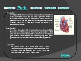 Heart Valves The picture shows your heart’s four valves. Shown counterclockwise in the picture, the valves include the aortic (ay-OR-tik) valve, the tricuspid (tri-CUSS-pid) valve, the pulmonary valve, and the mitral (MI-trul) valve. The Septum The right and left sides of your heart are divided by an internal wall of tissue called the septum. The area of the septum that divides the two upper chambers (atria) of your heart is called the atrial or interatrial septum. The area of the septum that divides the two lower chambers (ventricles) of your heart is called the ventricular or interventricular septum. Heart Chambers The picture shows the inside of your heart and how it’s divided into four chambers. The two upper chambers of your heart are called atria. The atria receive and collect blood. The two lower chambers of your heart are called ventricles. The ventricles pump blood out of your heart into the circulatory system to other parts of your body. 
