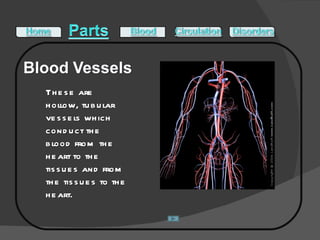 These are hollow, tubular vessels which conduct the blood from the heart to the tissues and from the tissues to the heart.  