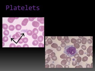 Platelets
 