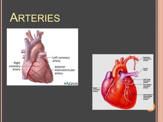 ARTERIES
 