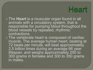  The  Heart is a muscular organ found in all
  animals with a circulatory system, that is
  responsible for pumping blood throughout the
  blood vessels by repeated, rhythmic
  contractions.
 The vertebrate heart is composed of cardiac
  muscle. The average human heart, beating at
  72 beats per minute, will beat approximately
  2.5 billion times during an average 66 year
  lifespan, and weighs approximately 250 to
  300 grams in females and 300 to 350 grams
  in males.
 