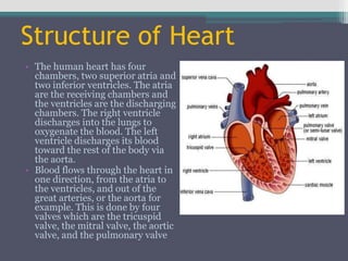 Structure of Heart
• The human heart has four
  chambers, two superior atria and
  two inferior ventricles. The atria
  are the receiving chambers and
  the ventricles are the discharging
  chambers. The right ventricle
  discharges into the lungs to
  oxygenate the blood. The left
  ventricle discharges its blood
  toward the rest of the body via
  the aorta.
• Blood flows through the heart in
  one direction, from the atria to
  the ventricles, and out of the
  great arteries, or the aorta for
  example. This is done by four
  valves which are the tricuspid
  valve, the mitral valve, the aortic
  valve, and the pulmonary valve
 