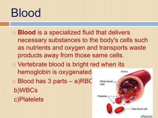 Blood
 Blood is a specialized fluid that delivers
  necessary substances to the body's cells such
  as nutrients and oxygen and transports waste
  products away from those same cells.
 Vertebrate blood is bright red when its

  hemoglobin is oxygenated.
 Blood has 3 parts – a)RBCs

 b)WBCs
 c)Platelets
 