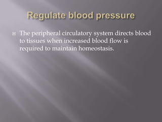    The peripheral circulatory system directs blood
    to tissues when increased blood flow is
    required to maintain homeostasis.
 