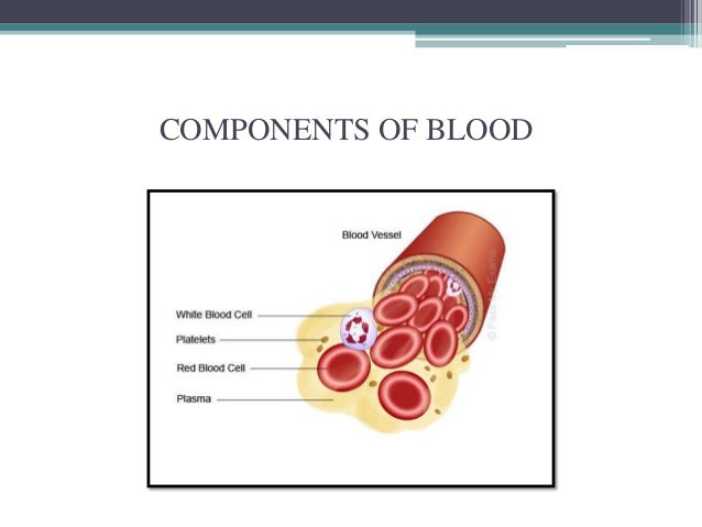 Circulatory system