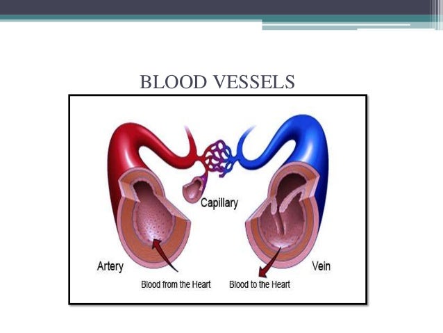Circulatory system