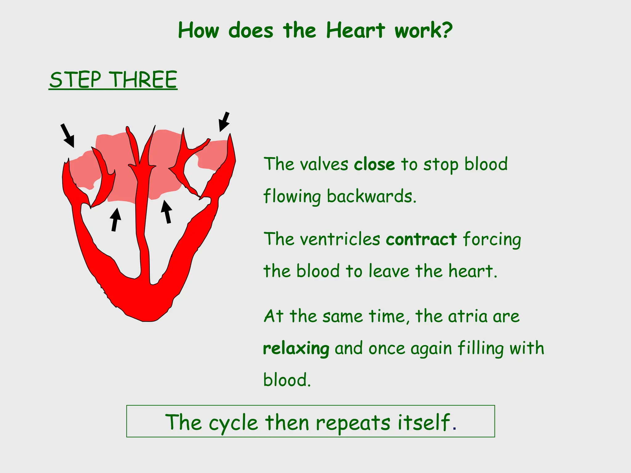How does the Heart work?
The valves close to stop blood
flowing backwards.
The ventricles contract forcing
the blood to leave the heart.
At the same time, the atria are
relaxing and once again filling with
blood.
The cycle then repeats itself.
STEP THREE
 