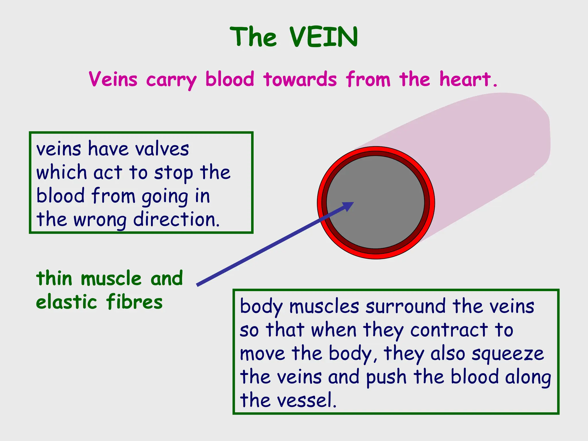 The VEIN
Veins carry blood towards from the heart.
thin muscle and
elastic fibres
veins have valves
which act to stop the
blood from going in
the wrong direction.
body muscles surround the veins
so that when they contract to
move the body, they also squeeze
the veins and push the blood along
the vessel.
 