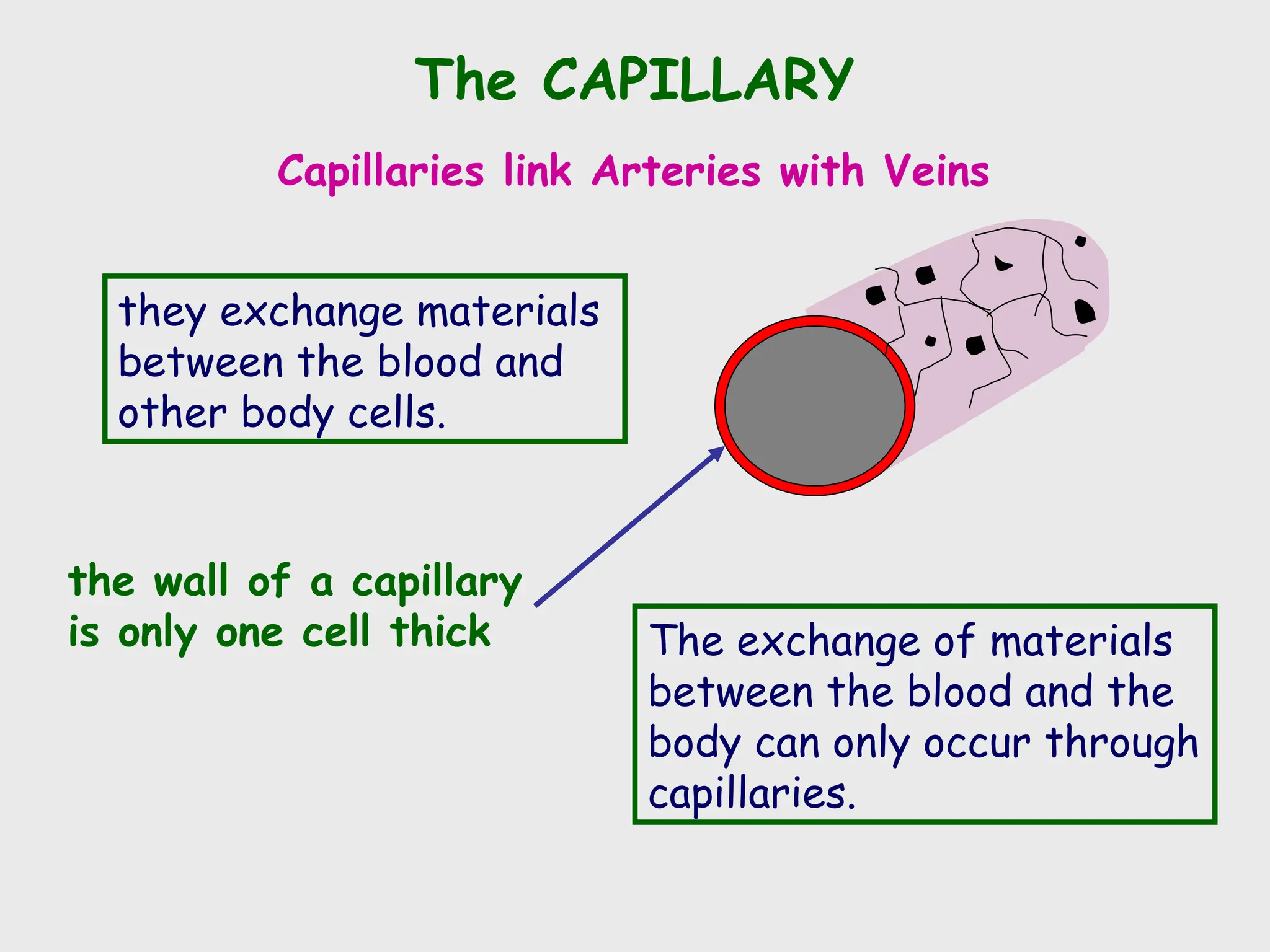 The CAPILLARY
Capillaries link Arteries with Veins
the wall of a capillary
is only one cell thick
they exchange materials
between the blood and
other body cells.
The exchange of materials
between the blood and the
body can only occur through
capillaries.
 