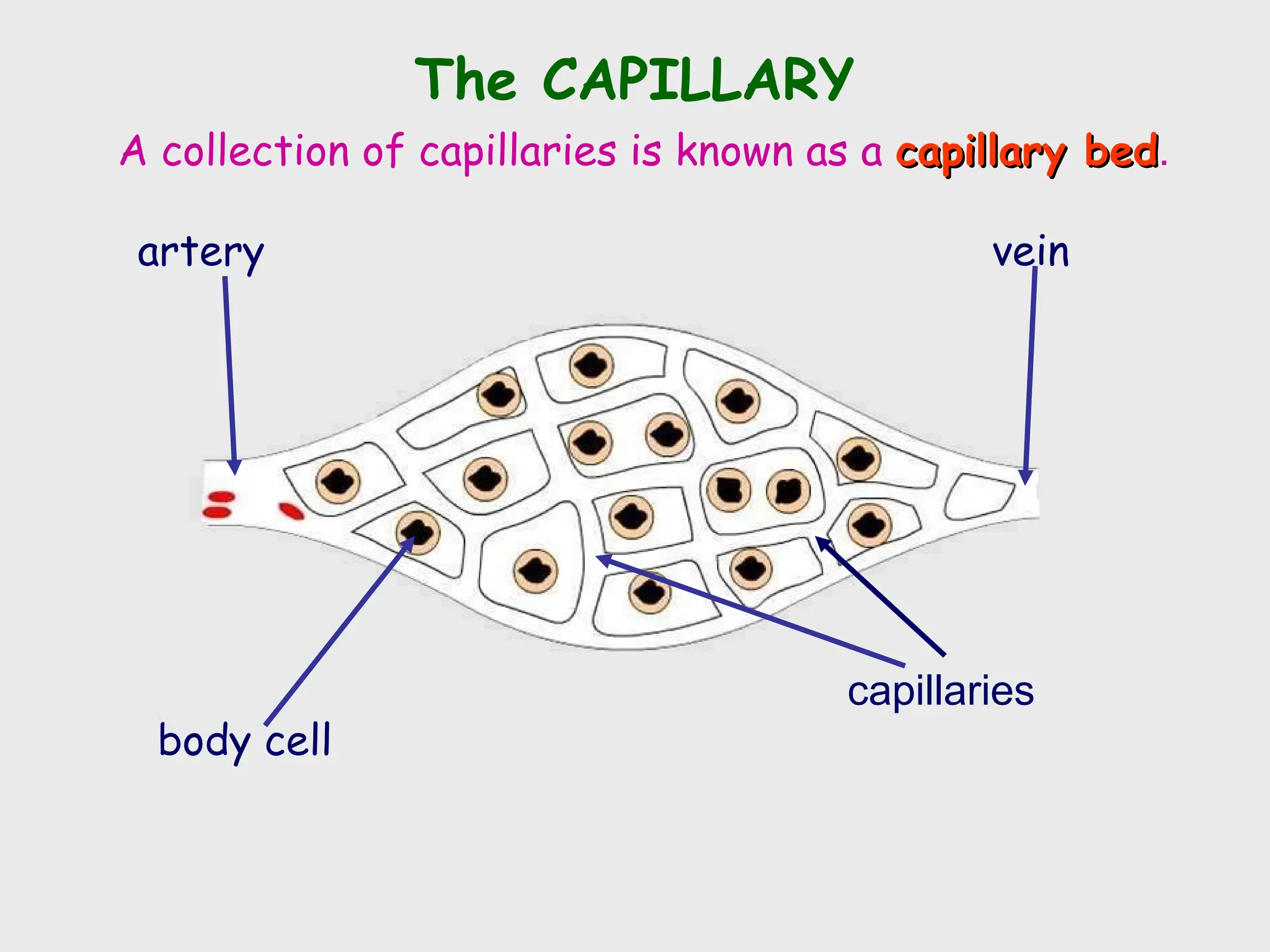 artery vein
capillaries
body cell
The CAPILLARY
A collection of capillaries is known as a capillary bed
capillary bed.
 