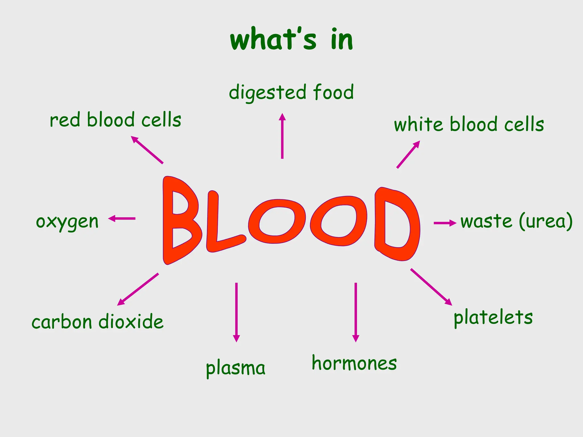 what’s in
red blood cells white blood cells
platelets
plasma
carbon dioxide
digested food
waste (urea)
hormones
oxygen
 