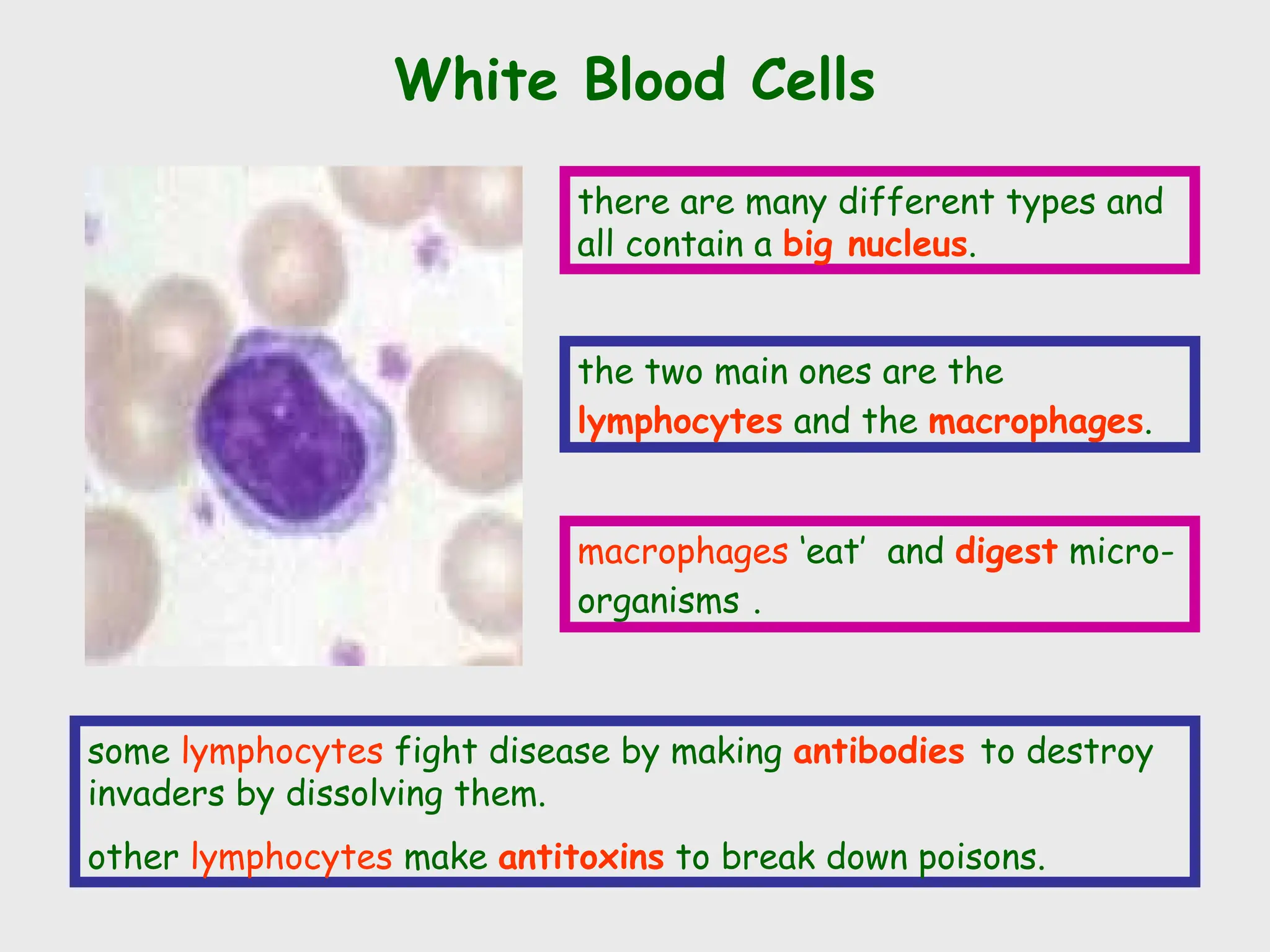 White Blood Cells
there are many different types and
all contain a big nucleus.
the two main ones are the
lymphocytes and the macrophages.
some lymphocytes fight disease by making antibodies to destroy
invaders by dissolving them.
other lymphocytes make antitoxins to break down poisons.
macrophages ‘eat’ and digest micro-
organisms .
 