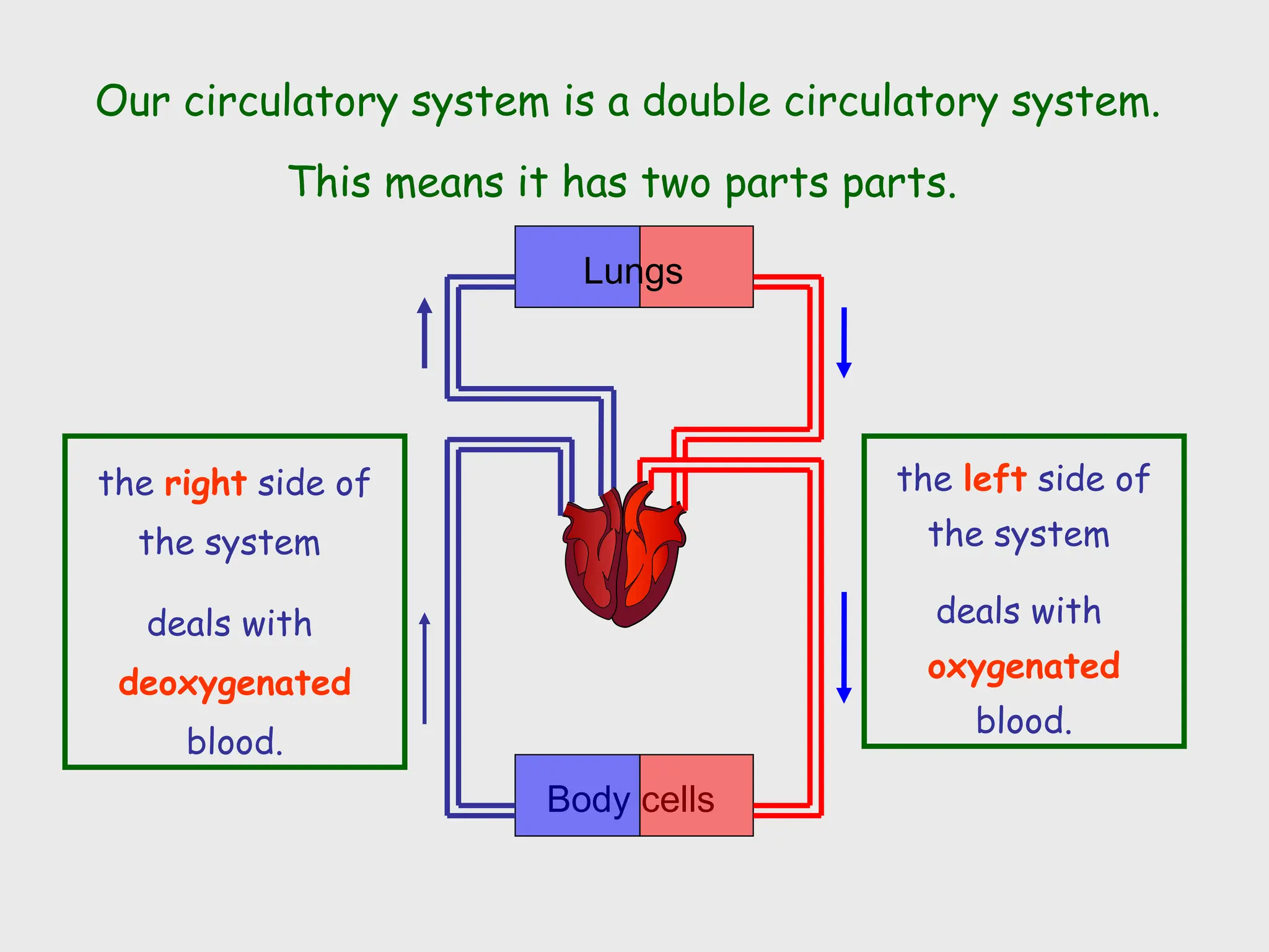 Lungs
Body cells
Our circulatory system is a double circulatory system.
This means it has two parts parts.
the right side of
the system
deals with
deoxygenated
blood.
the left side of
the system
deals with
oxygenated
blood.
 
