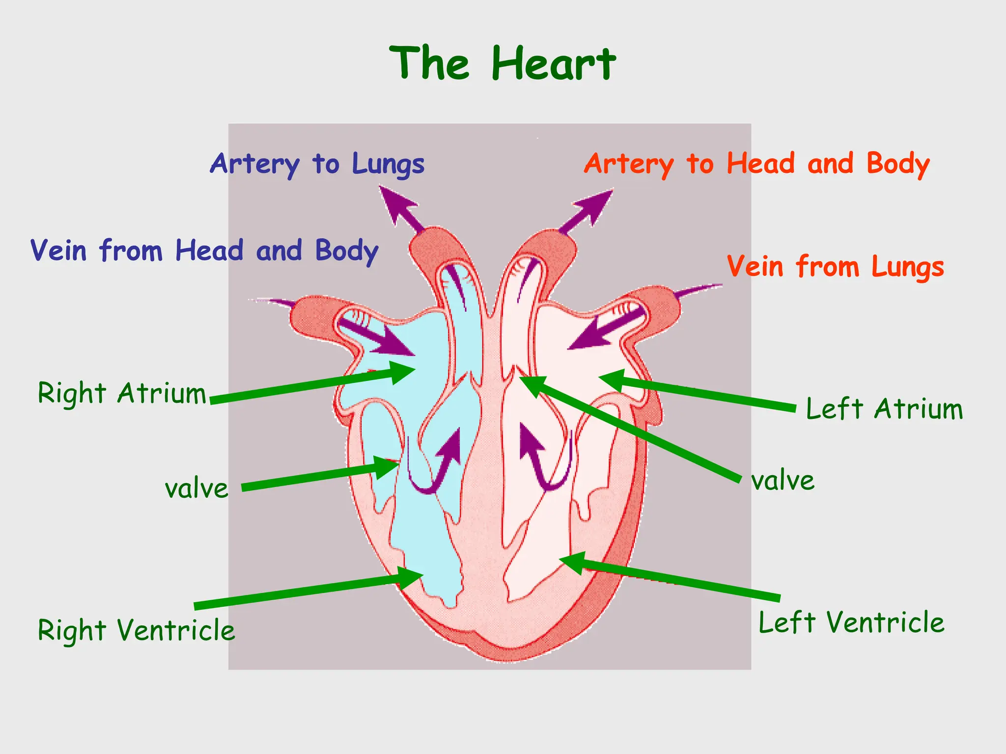 The Heart
Left Ventricle
Left Atrium
Right Atrium
Right Ventricle
valve
Vein from Lungs
Artery to Head and Body
Artery to Lungs
Vein from Head and Body
valve
 