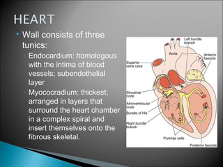  Wall consists of three
tunics:
◦ Endocardium: homologous
with the intima of blood
vessels; subendothelial
layer
◦ Myococradium: thickest;
arranged in layers that
surround the heart chamber
in a complex spiral and
insert themselves onto the
fibrous skeletal.
 