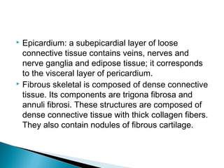  Epicardium: a subepicardial layer of loose
connective tissue contains veins, nerves and
nerve ganglia and edipose tissue; it corresponds
to the visceral layer of pericardium.
 Fibrous skeletal is composed of dense connective
tissue. Its components are trigona fibrosa and
annuli fibrosi. These structures are composed of
dense connective tissue with thick collagen fibers.
They also contain nodules of fibrous cartilage.
 
