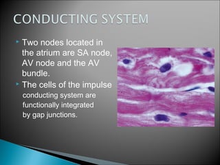  Two nodes located in
the atrium are SA node,
AV node and the AV
bundle.
 The cells of the impulse
conducting system are
functionally integrated
by gap junctions.
 