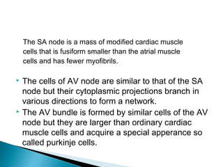 The SA node is a mass of modified cardiac muscle
cells that is fusiform smaller than the atrial muscle
cells and has fewer myofibrils.
 The cells of AV node are similar to that of the SA
node but their cytoplasmic projections branch in
various directions to form a network.
 The AV bundle is formed by similar cells of the AV
node but they are larger than ordinary cardiac
muscle cells and acquire a special apperance so
called purkinje cells.
 