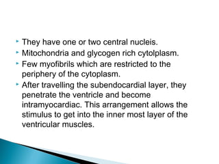  They have one or two central nucleis.
 Mitochondria and glycogen rich cytolplasm.
 Few myofibrils which are restricted to the
periphery of the cytoplasm.
 After travelling the subendocardial layer, they
penetrate the ventricle and become
intramyocardiac. This arrangement allows the
stimulus to get into the inner most layer of the
ventricular muscles.
 