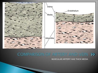 MUSCULAR ARTERY HAS THICK MEDIA
 