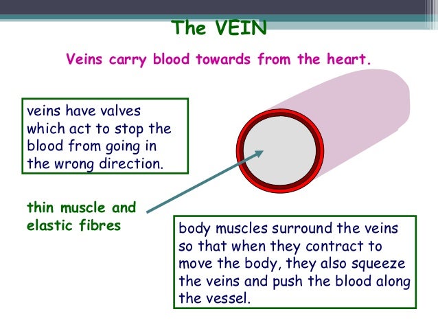 Circulatory system