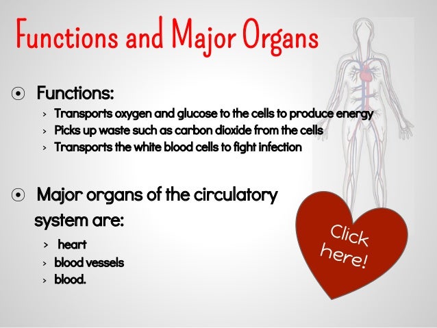 the circulatory system functions of the circulatory system
