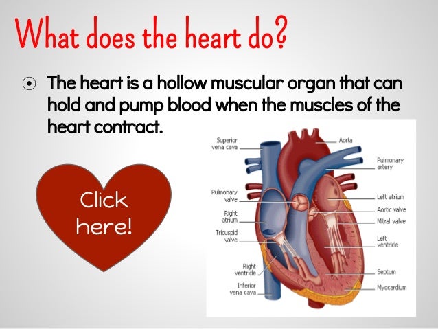 what does heart do in circulatory system what does heart do in circulatory system