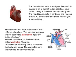 The heart is about the size of your fist and it is 
located a bit to the left in the middle of your 
chest. It weighs between 200 and 425 grams. 
The heart is a muscle. It contracts and relaxes 
around 70 times a minute at rest, more if you 
are exercising. 
The inside of the heart is divided in four 
different chambers. The two chambers on 
top are called the atria (atrium if you are 
talking about one). 
The two chambers on the bottom are 
called ventricles. The atria 
receive blood returning to the heart from 
the body and lungs. The ventricles send 
the blood to the body and lungs. 
 