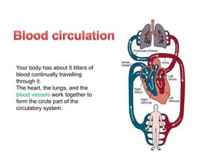 Your body has about 5 litters of 
blood continually travelling 
through it. 
The heart, the lungs, and the 
blood vessels work together to 
form the circle part of the 
circulatory system. 
 