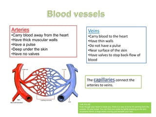 Arteries 
•Carry blood away from the heart 
•Have thick muscular walls 
•Have a pulse 
•Deep under the skin 
•Have no valves 
Veins 
•Carry blood to the heart 
•Have thin walls 
•Do not have a pulse 
•Near surface of the skin 
•Have valves to stop back-flow of 
blood 
The capillaries connect the 
arteries to veins. 
THE PULSE 
Even though your heart is inside you, there is a way to know it's working from the 
outside. It's your pulse. You can find your pulse by lightly pressing on the skin 
anywhere there's a large artery running just beneath your skin. 
 
