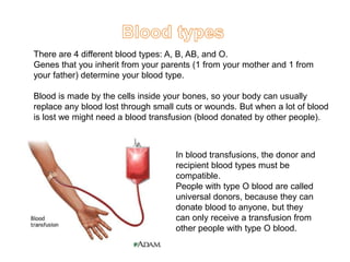 There are 4 different blood types: A, B, AB, and O. 
Genes that you inherit from your parents (1 from your mother and 1 from 
your father) determine your blood type. 
Blood is made by the cells inside your bones, so your body can usually 
replace any blood lost through small cuts or wounds. But when a lot of blood 
is lost we might need a blood transfusion (blood donated by other people). 
In blood transfusions, the donor and 
recipient blood types must be 
compatible. 
People with type O blood are called 
universal donors, because they can 
donate blood to anyone, but they 
can only receive a transfusion from 
other people with type O blood. 

