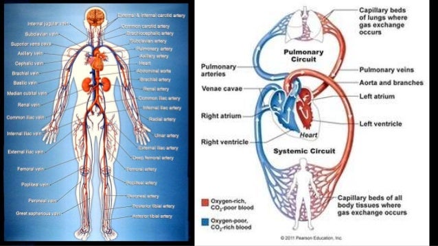 Circulatory system