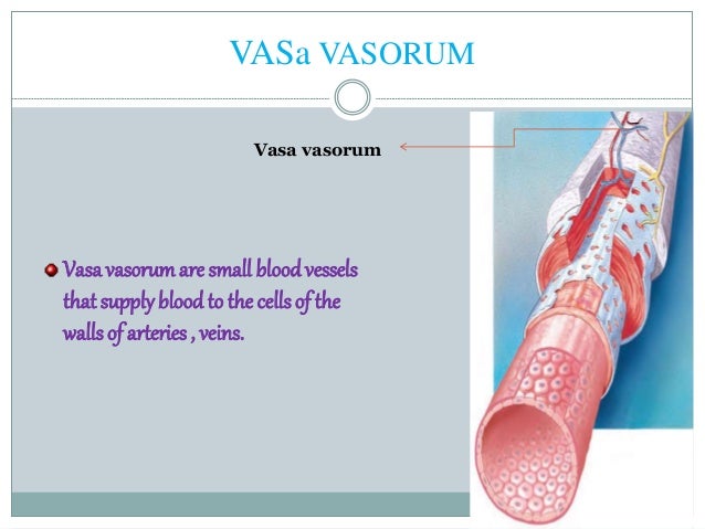 Circulatory system