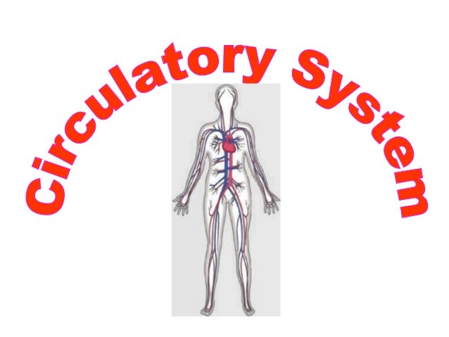 circulatory system