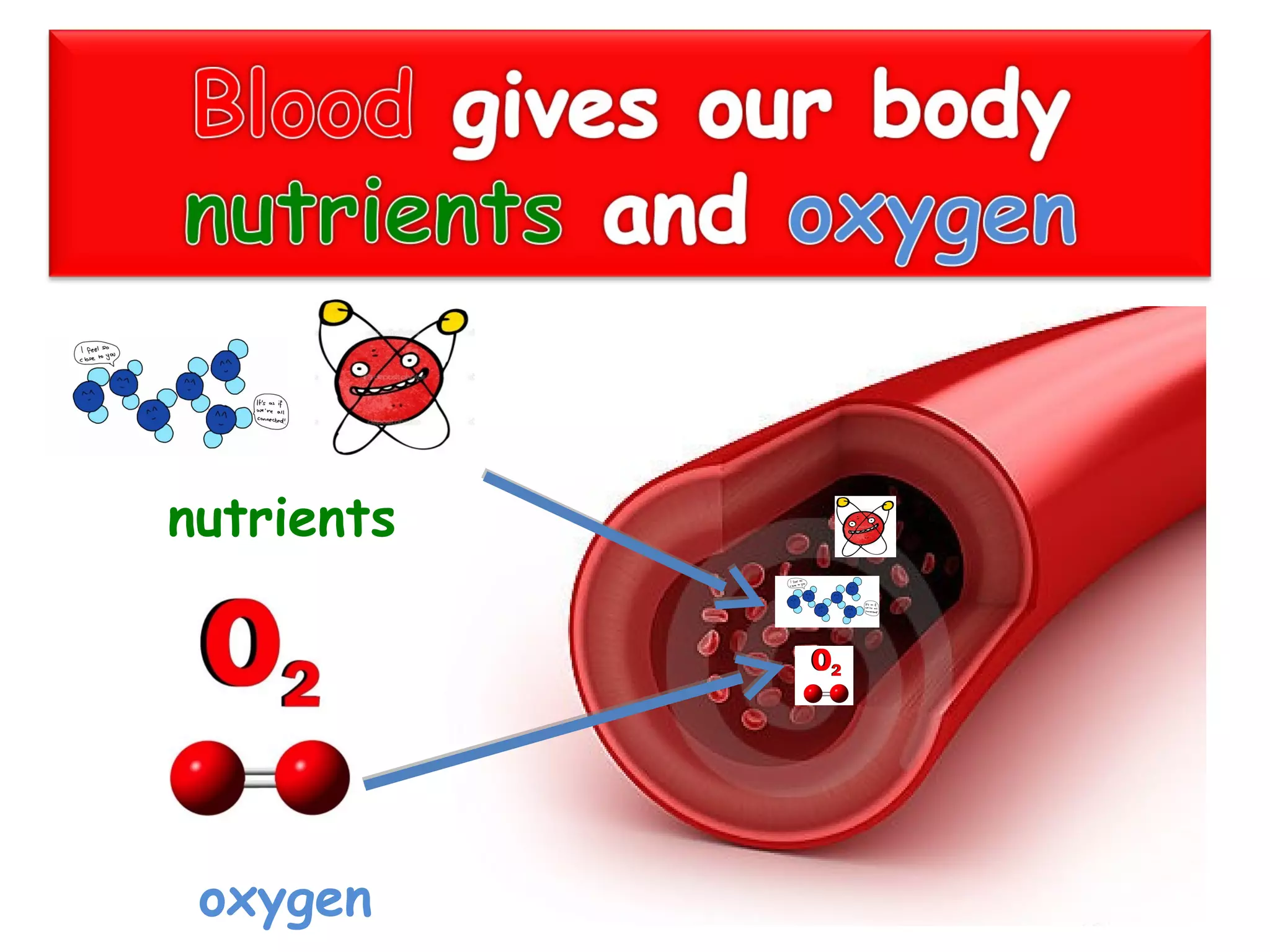 circulatory-system-ppt