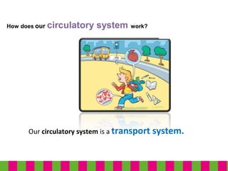 How does our circulatory system work?
Our circulatory system is a transport system.
 