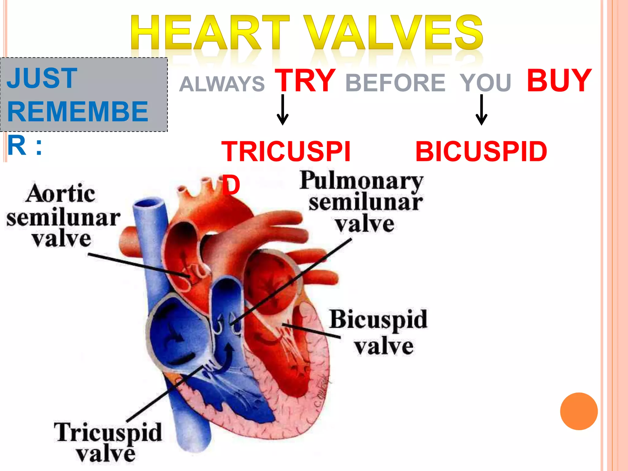 circulatory-system-ppt
