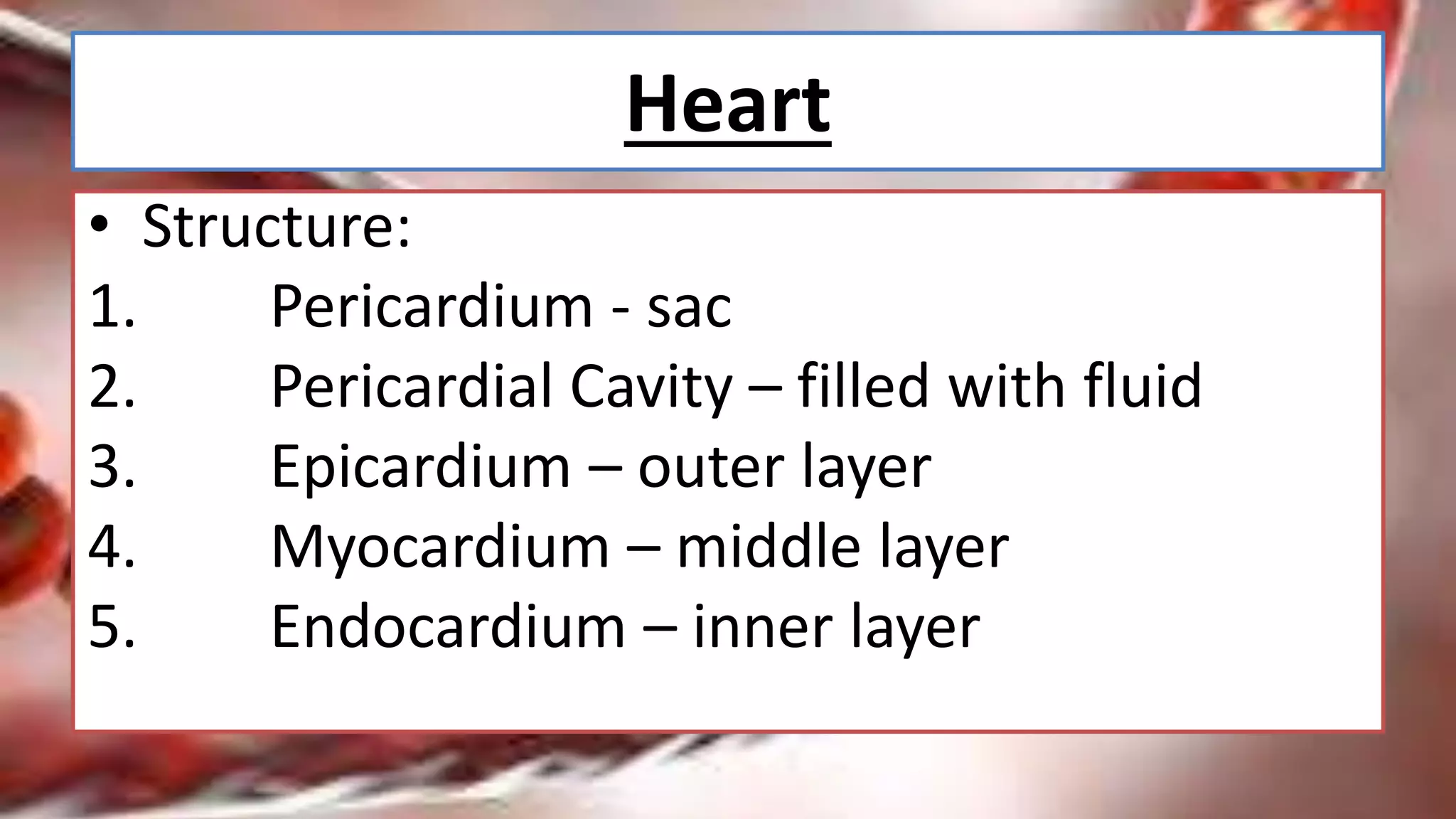 Cardiovascular System Parts And Function Ppt Cardiovascular System Parts And Function Ppt