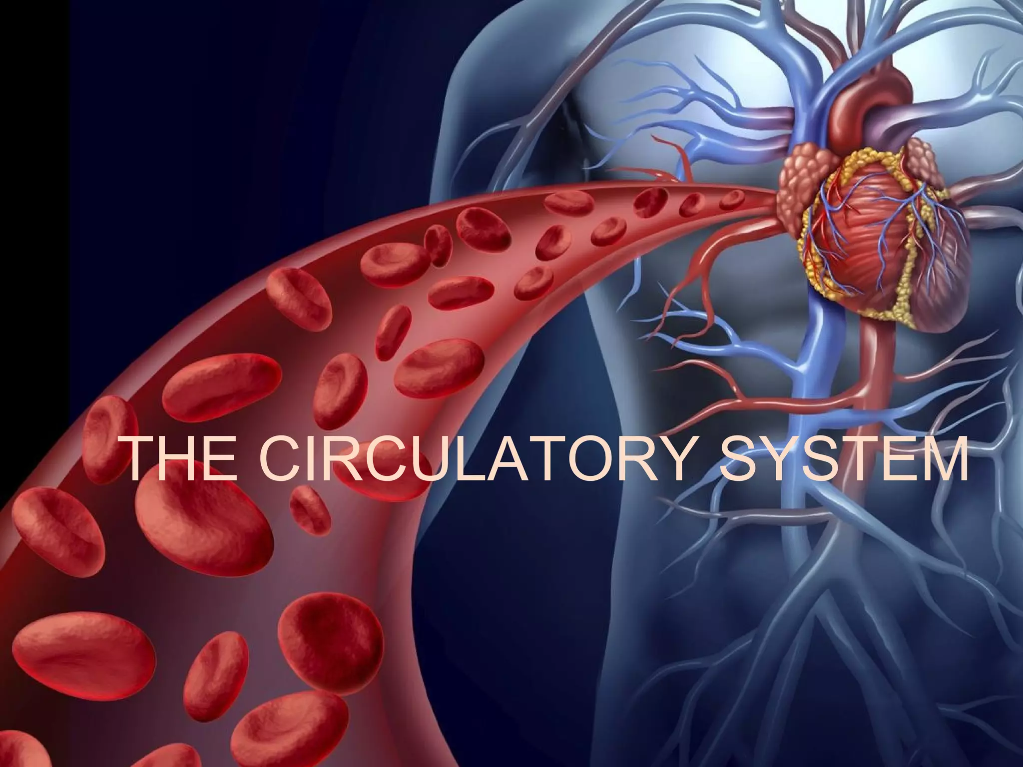 Circulatory system | PDF