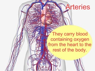 They carry blood
containing oxygen
from the heart to the
rest of the body.
Arteries
 