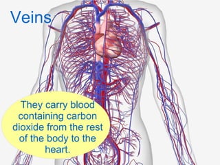 Veins
They carry blood
containing carbon
dioxide from the rest
of the body to the
heart.
 
