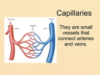 They are small
vessels that
connect arteries
and veins.
Capillaries
 